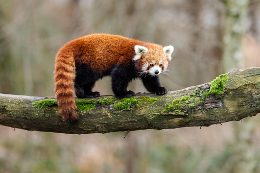Red panda walking on the tree