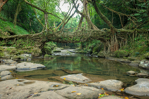 Living Root Bridge handmade from the aerial roots of rubber fig trees (Ficus elastica) by the Khasi and Jaintia peoples  Meghalaya, India
