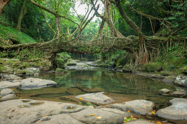 Living Root Bridge handmade from the aerial roots of rubber fig trees (Ficus elastica) by the Khasi and Jaintia peoples  Meghalaya, India stock photo