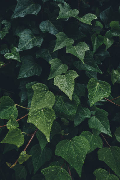 istock Dark Green Ivy Leaves After Rain 1208988082