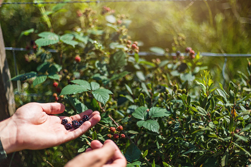 At our organic farm you will find the best blackberries