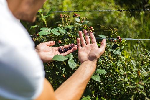 Proud young farmer harvesting blackberries on his organic vegan farm