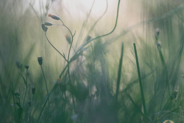 istock Wildflowers in the meadow 1208988151