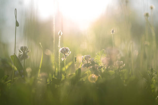 istock Wildflowers in the meadow 1208988190