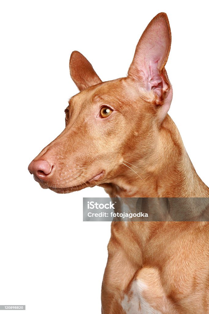 Faraó Cão de caça sobre um fundo branco - Royalty-free Cão Foto de stock