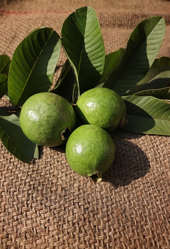 Guava with Leaves Isolated on Jute Background with Selective Focus in Vertical Orientation.