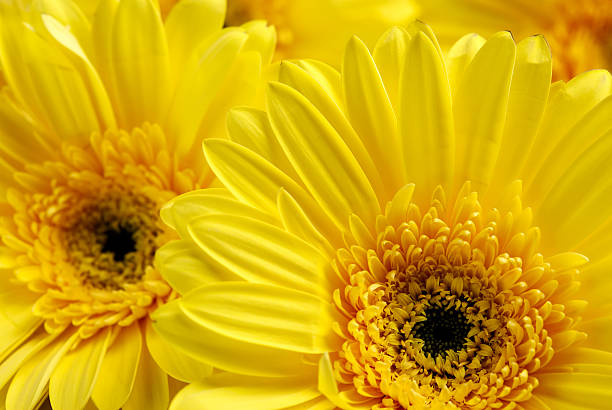 istock Bright beautiful background of yellow flowers 120898833