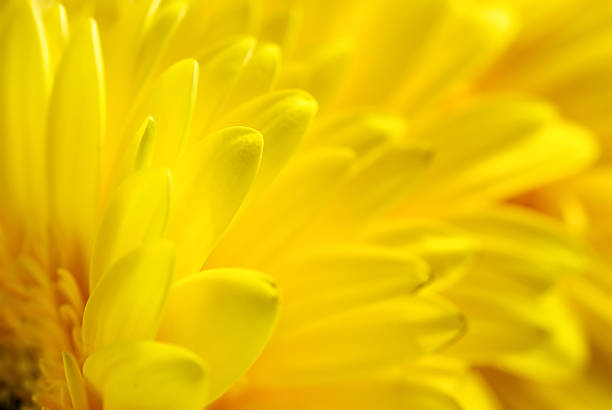 istock Bright beautiful background of yellow flowers 120898836