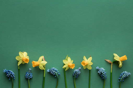 Spring arrangement with muscari and daffodils on green background. View from above. Flat lay.