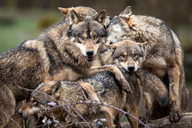 istock Family of grey wolf in the forest 1208988626