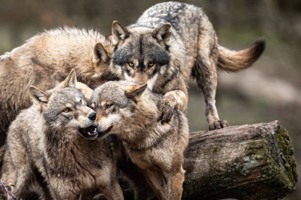 istock Family of grey wolf in the forest 1208988728