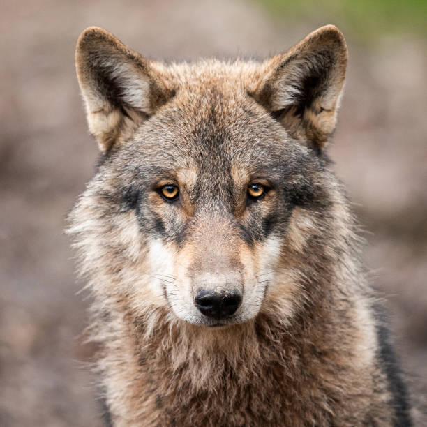 istock Portrait of grey wolf in the forest 1208988810