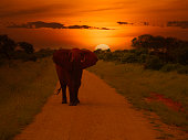 elefanten-und-sonnenuntergang-im-nationalpark-tsavo-ost-und-tsavo-west-in-kenia.jpg?b=1&s=170x170&k=20&c=5Jm4vnpTP20ifpndAhaV6AGIrukNOL8FomWeQFP2e_c=