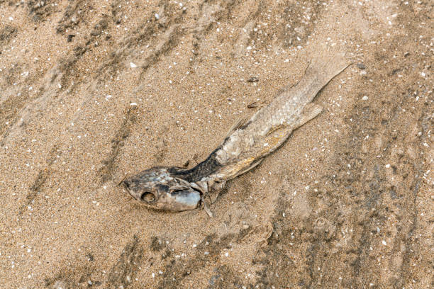 istock Dried fish on the beach 1208989445