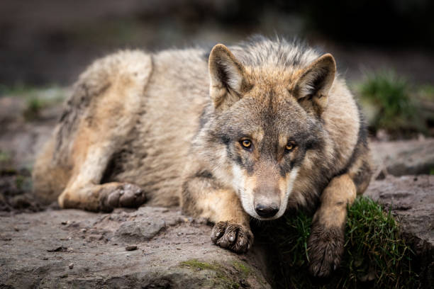 istock Portrait of grey wolf in the forest 1208989473