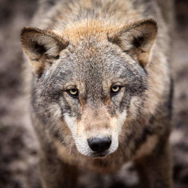 istock Portrait of grey wolf in the forest 1208989513