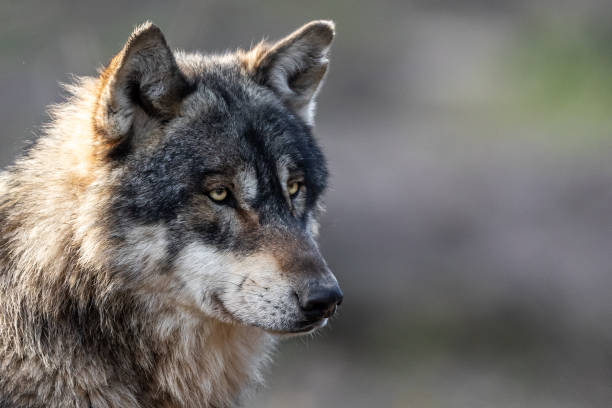 istock Portrait of grey wolf in the forest 1208989660