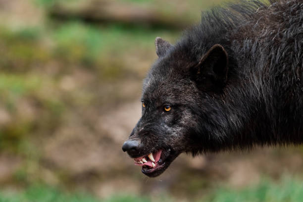 porträt eines wütenden holzwolfs - yellow eyes stock-fotos und bilder