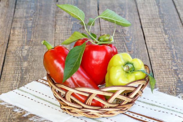Just picked ripe red and yellow bell peppers in a wicker basket on towel with ornament and wooden boards. Bulgarian or sweet peppers.