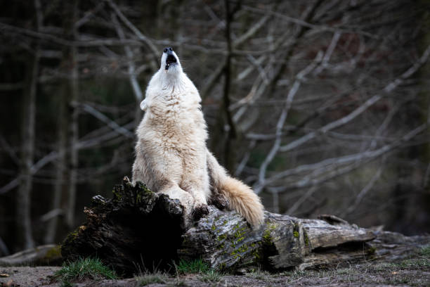istock Howling of white wolf in the forest 1208989866