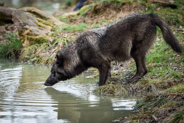 Timberwolf drinking in the forest