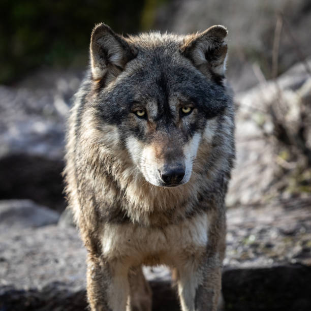 istock Portrait of grey wolf in the forest 1208992153