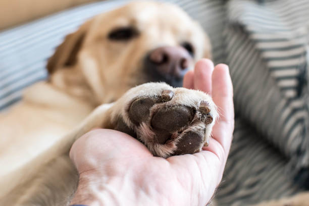 istock Union dog and man 1208993177