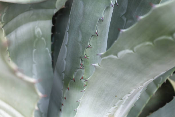 istock Agave americana close up 1208993881