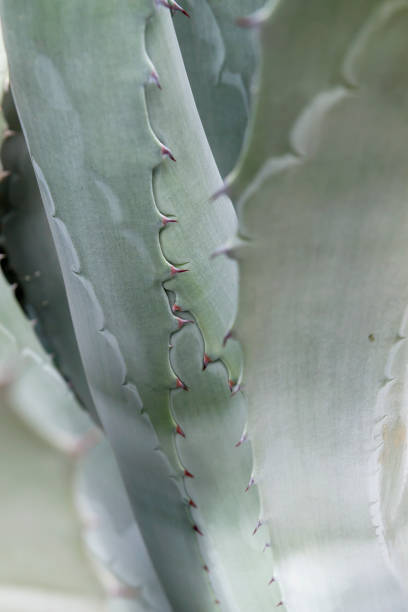 istock Maguey agave close up 1208993883