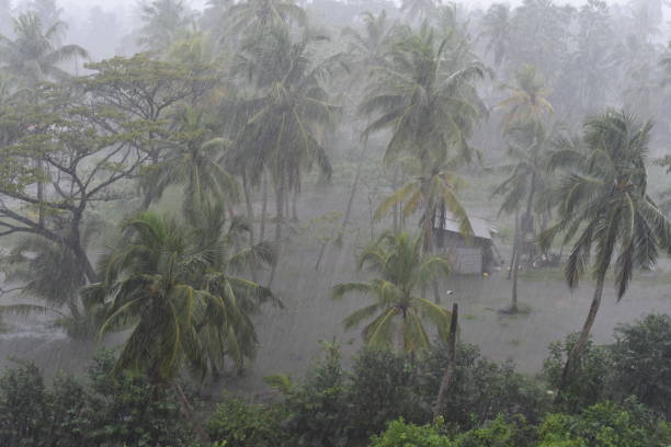 istock Rain and flooding on a small patch of land with coconut trees 1208994063