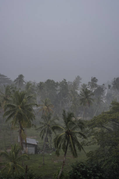 istock Rain on a small patch of land with coconut trees 1208994065