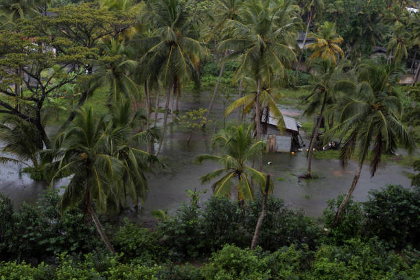 istock Flooding on a small patch of land with coconut trees 1208994088