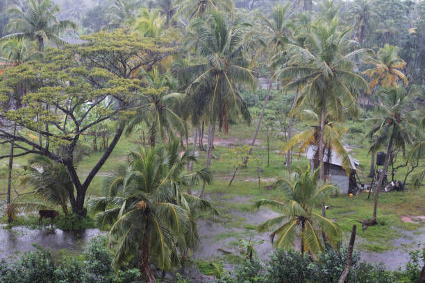 istock Rain and flooding on a small patch of land with coconut trees 1208994369