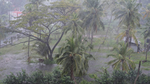 istock Rain and flooding on a small patch of land with coconut trees window with water drops 1208994633