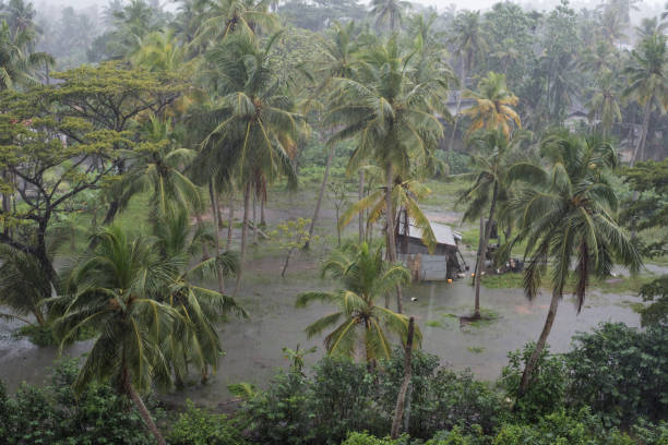 istock Rain and flooding on a small patch of land with coconut trees 1208994635