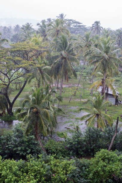 istock Rain and flooding on a small patch of land with coconut trees 1208994636