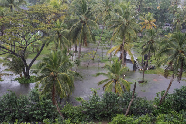 istock Rain and flooding on a small patch of land with coconut trees 1208994637