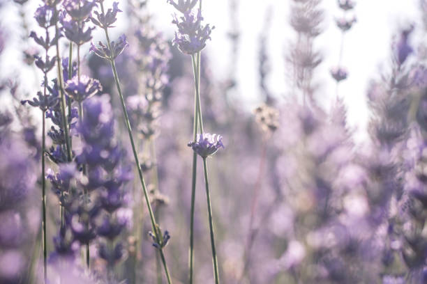 istock Lavender flowers detail 1208995133