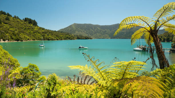 Overlooking a lagoon in the Marlborough Sounds, South Island, New Zealand. Overlooking a lagoon in the Marlborough Sounds, South Island, New Zealand. The photo showa the Kenepuru Sound, near the small village of Te Mahia picton new zealand stock pictures, royalty-free photos & images
