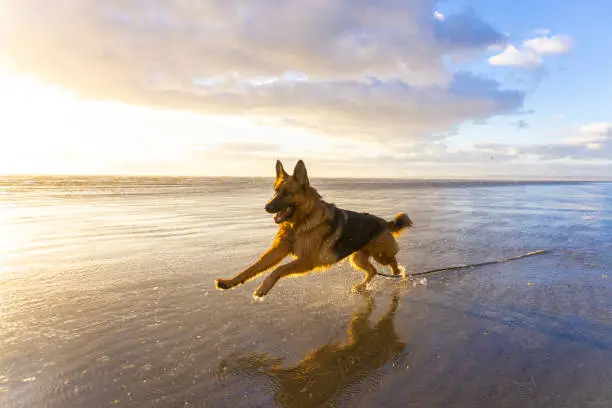 German Shepherd dog in action on a sandy beach