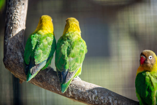 istock Colorful parrots in a cage at a zoo. 1208997684