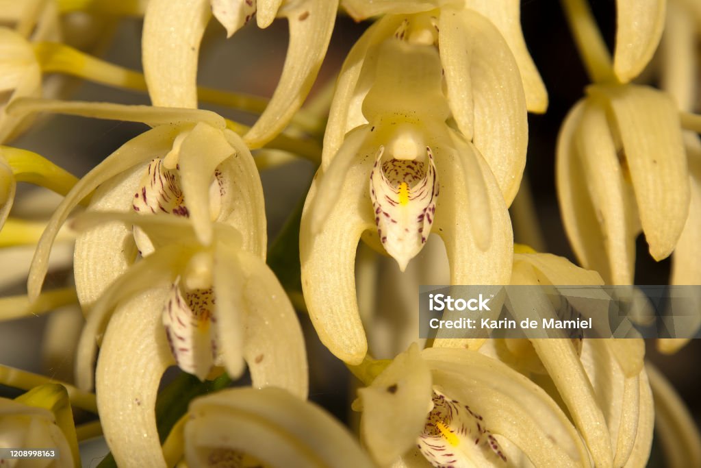 Foto de Floração Amarela Dendrobium Speciosum Ou Orquídea De Rocha De  Sydney e mais fotos de stock de Amarelo - iStock
