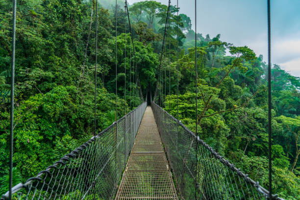 ponte sospeso della foresta tropicale del costa rica - tropical rainforest rainforest costa rica tree area foto e immagini stock