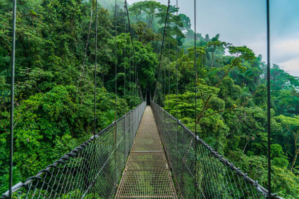 コスタリカ熱帯林ハンギングブリッジ - monteverde cloud forest ストックフォトと画像