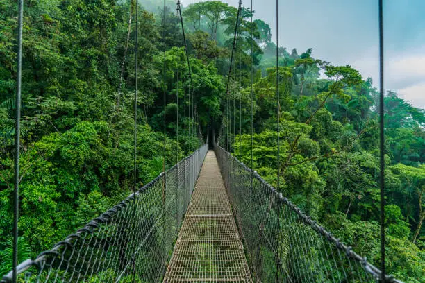 Photo of Costa Rica Tropical Forest Hanging Bridge