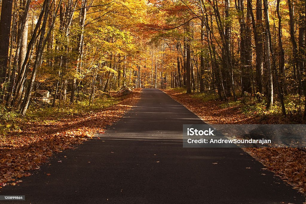 Cores do Outono linha uma estrada - Foto de stock de Dourado - Descrição de Cor royalty-free