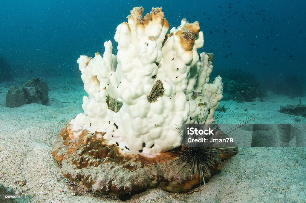 Délavé corail - Photo de Corail - Cnidaire libre de droits