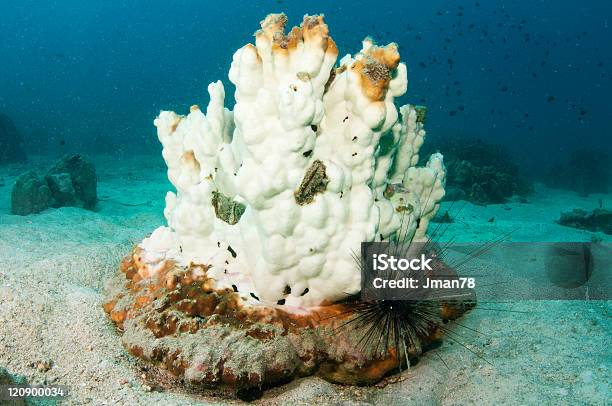 Pálido Coral - Fotografias de stock e mais imagens de Coral - Cnidário - Coral - Cnidário, Coral duro, Coral pilar