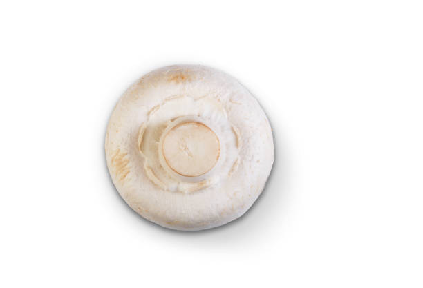 Mushroom champignon on the white background. Vegetables abstract background.