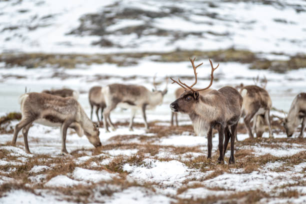 istock Reindeer herd standing in snow in winter landscape, arctic circle, Norway 1209002807